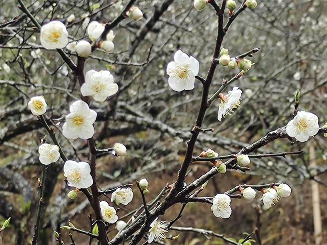 台南市楠西区梅岭中高海拔梅花绽放。(陈居峰提供／刘秀芬台南传真)