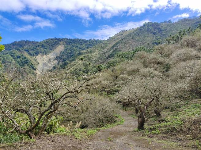 台南市楠西区梅岭中高海拔梅花绽放。(陈居峰提供／刘秀芬台南传真)