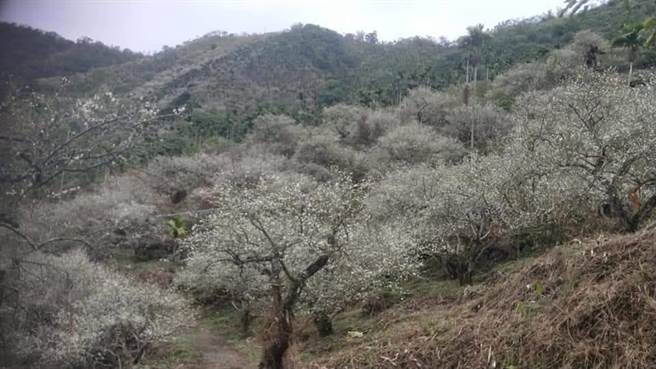 台南市楠西区梅岭中高海拔梅花绽放。(陈居峰提供／刘秀芬台南传真)