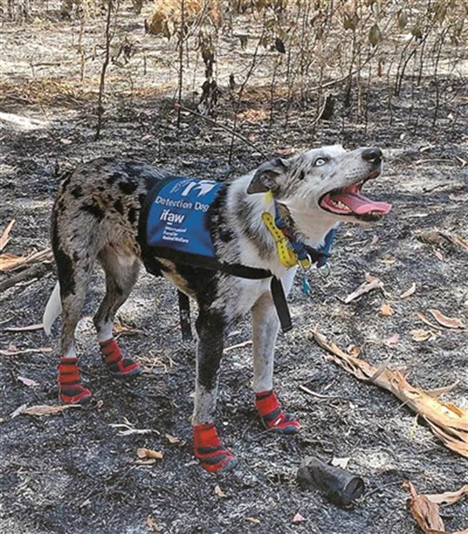 搜救犬的故事。(图/读者杂志提供)