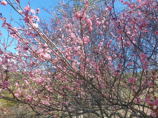 武陵农场上千株梅树受惠冷气团接续带来低温及雨水滋润，目前梅开约3成。（武陵农场提供／王文吉台中传真）