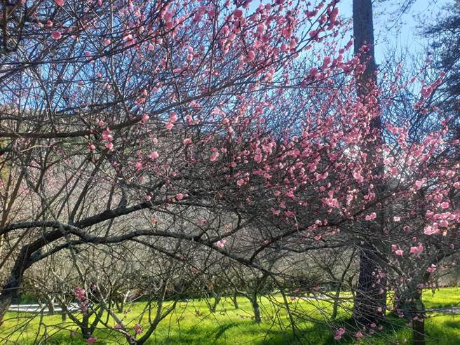 武陵农场梅树花量创近3年新高，花朵亦较丰盈硕大。（武陵农场提供／王文吉台中传真）
