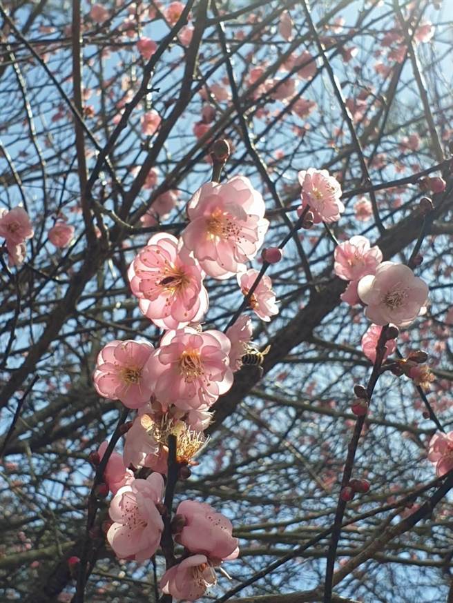 武陵农场梅树量创近3年新高，花朵亦较丰盈硕大。（武陵农场提供／王文吉台中传真）