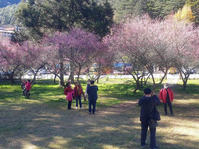 武陵农场预估梅花盛花期落在明年元旦至1月20日。（武陵农场提供／王文吉台中传真）