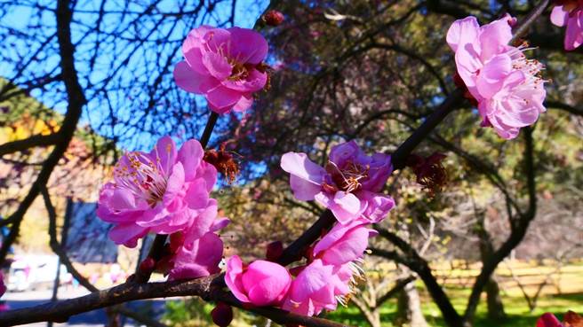 武陵农场栽种上千株梅树，红色、红粉色的品种，包括红牡丹、寒红梅、胭脂梅等，单瓣、重瓣都有。（武陵农场提供／王文吉台中传真）