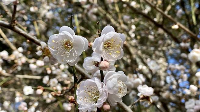 武陵农场白梅有重瓣的新冬至梅、单瓣的青轴、绿萼梅等。（武陵农场提供／王文吉台中传真）