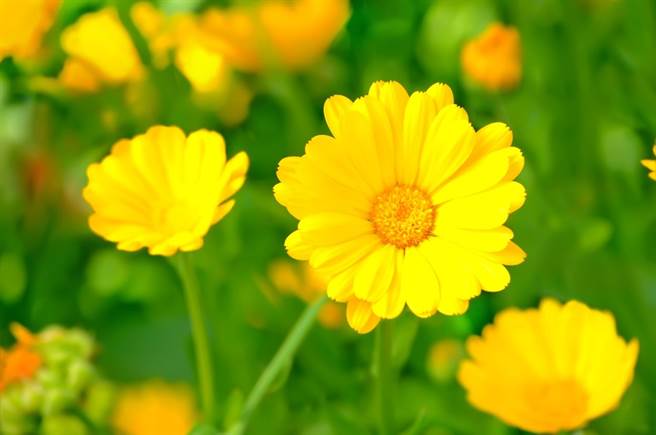 金盏花是许多叶黄素产品的萃取源。(示意图／旺中文化传媒提供)