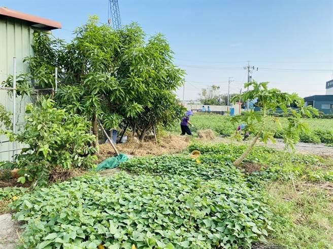 农地示意图。图／林昱均
