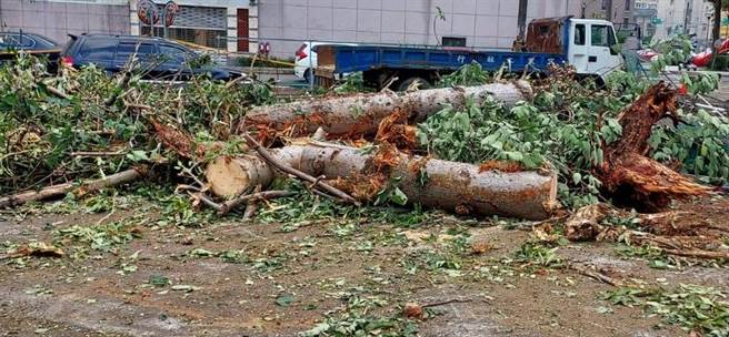 桃园市平镇区忠贞段48-3地号土地开辟为停车场，60多年老树遭砍断居民不舍。（舒翠玲提供／吕筱蝉桃园传真）