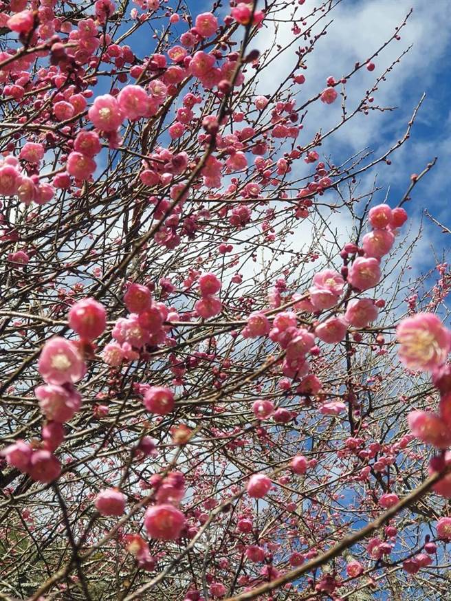 武陵农场梅花盛开，在蓝天白云衬托下，交织出美丽画面。（武陵农场提供／王文吉台中传真）
