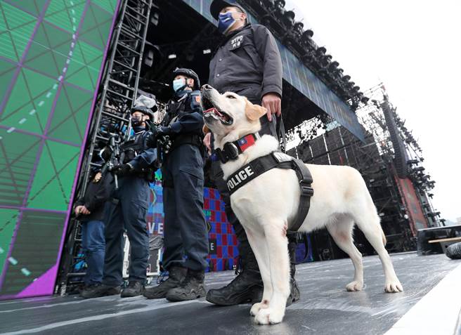 警犬「多多」在警員帶領下在晚會舞台區巡邏。（鄭任南攝）