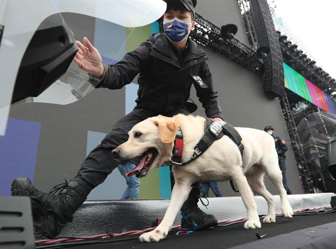 警犬「多多」在警員帶領下在晚會舞台區巡邏。（鄭任南攝）