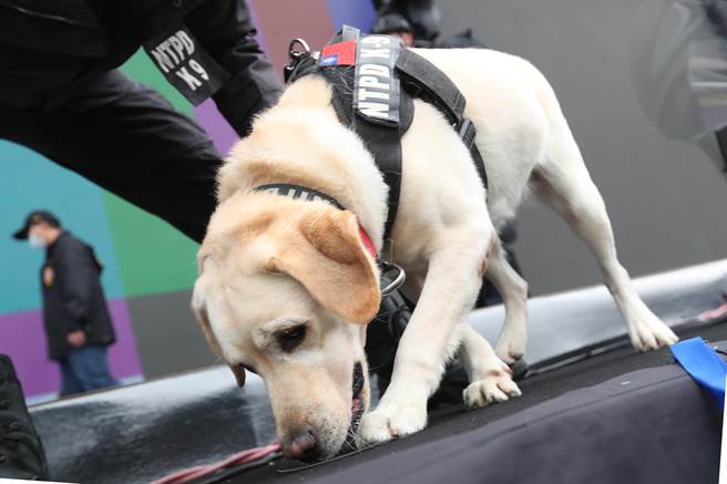 警犬「多多」在警員帶領下在晚會舞台區巡邏。（鄭任南攝）