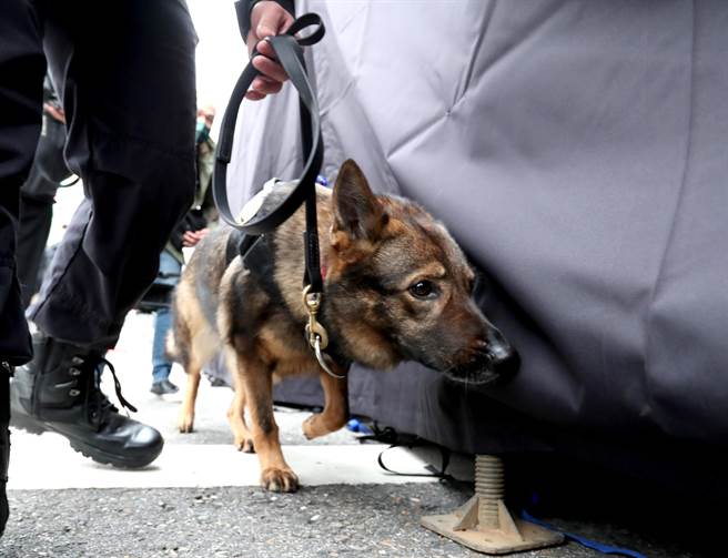 警犬「露比」在警員帶領下開始在晚會舞台區各處發揮嗅覺尋找任何危險物品。（鄭任南攝）