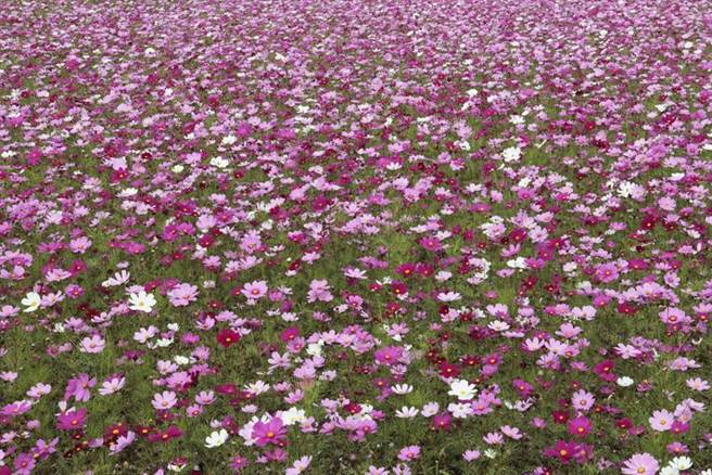 绿色环境给付计画，图为大波斯菊。图／农粮署提供