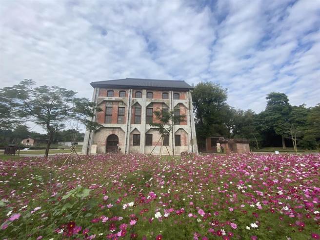 山上花園水道博物館原本預計春節前後開花的波斯菊，現已提早綻放迎賓。（館方提供／曹婷婷台南傳真）