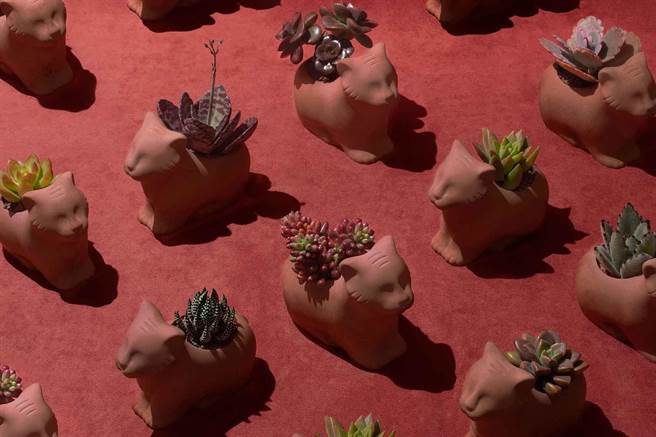 有肉 2022 虎年春节礼盒，本次盆器以东方陶瓦红为基底，用玫瑰土色虎纹增添喜气。（有肉提供）