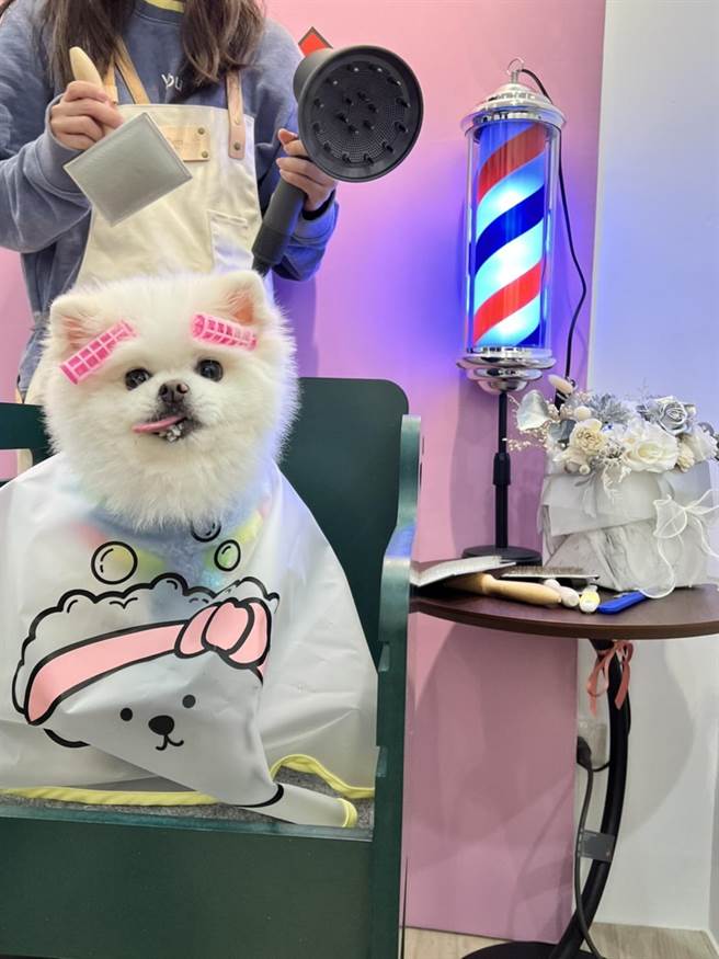 毛乐地Puppy Maolody宠物学校也为毛孩提供美容服务。（毛乐地Puppy Maolody提供）