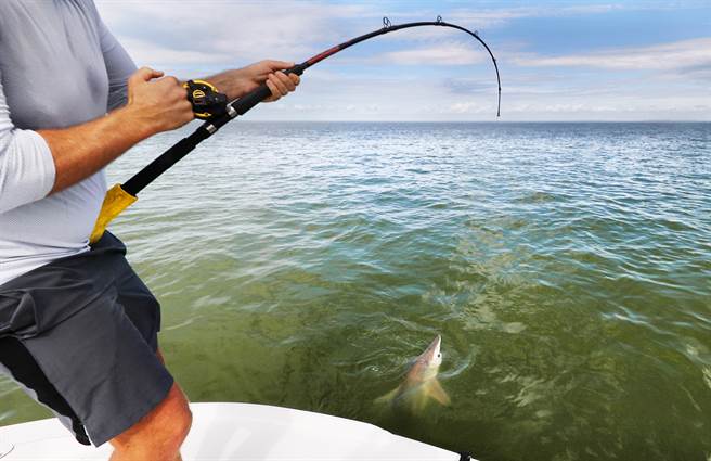 钓客钓到鱼后准备收线，岂料竟遇鱷鱼抢食，双方展开短暂的拉锯战，最终钓客担心自身安危，因此选择投降。(示意图/达志影像)
