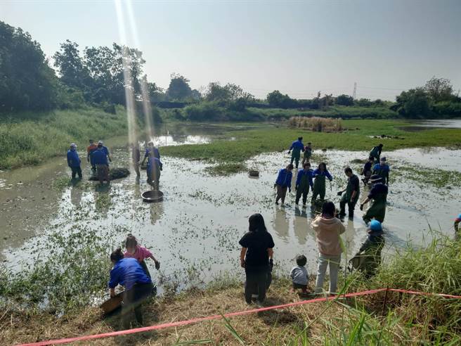 郡宏光电员工穿青蛙装下水整理栖地。(刘秀芬摄)