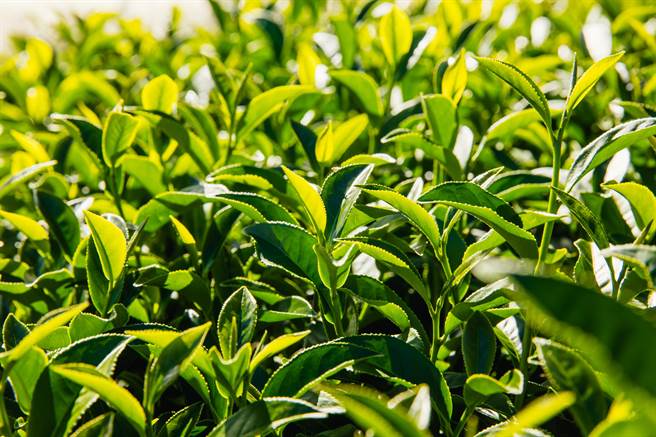 梨山茶產自海拔1450至2500公尺，茶菁葉肉肥厚。（和平區公所提供／王文吉台中傳真）