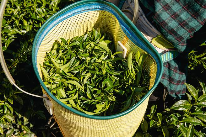 梨山茶產自海拔1450至2500公尺，茶菁葉肉肥厚。（和平區公所提供／王文吉台中傳真）