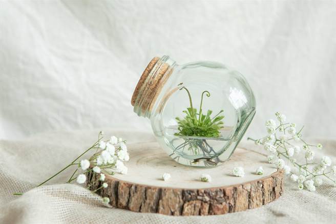 Pinkoi年度熱賣第三名綠意植栽，小室瓶栽吃果凍長大的植物毛氈苔，350元。（Pinkoi提供）