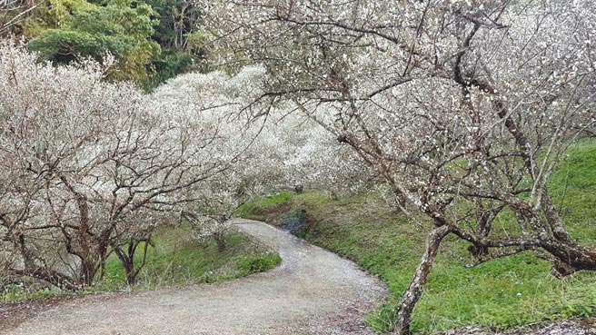 入冬后接连几波冷气团报到，南投国姓九份二山的梅花提早报到，元旦连假将会是最适合赏梅的时候。（吴建辉摄）