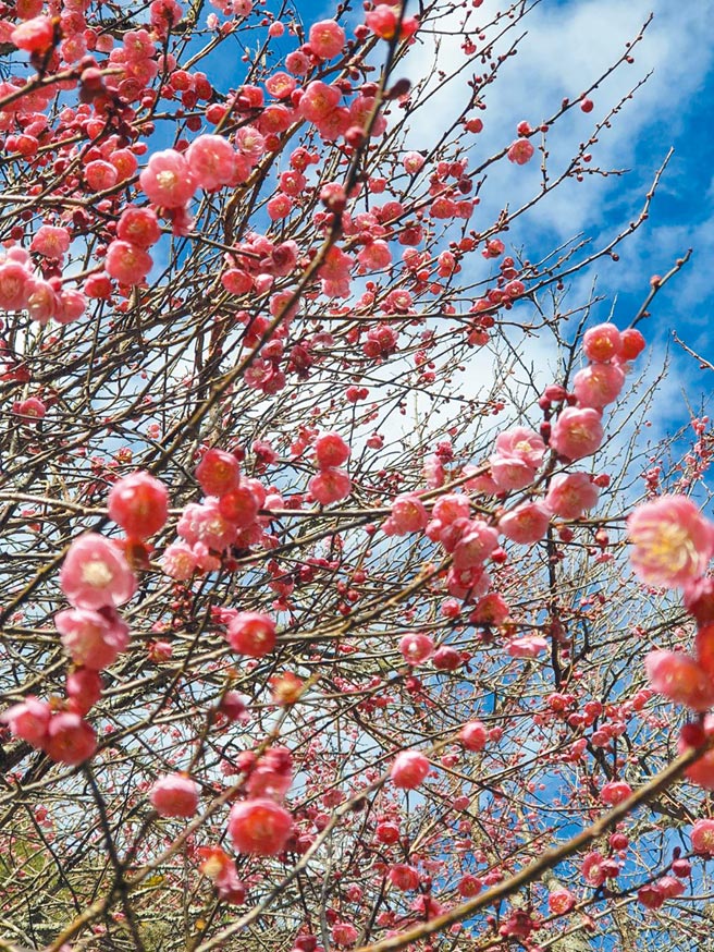 武陵农场梅花盛开，在蓝天白云衬托下，交织出美丽画面。（武陵农场提供／王文吉台中传真）
