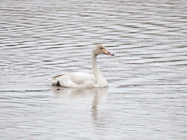 賞鳥勝地金城湖近日出現1隻小天鵝幼鳥，是香山溼地濱海地區成立野生動物保護區20年來首見。（新竹市府提供）