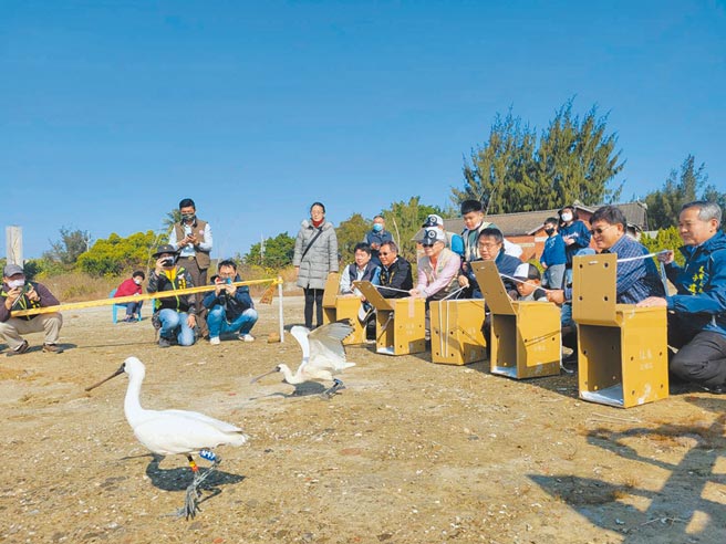 2021年最後一天，台南市長黃偉哲（右三）等人野放中毒康復的黑面琵鷺。（洪榮志攝）