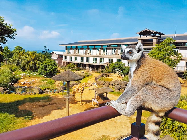 在關西六福莊能近距離看見許多可愛動物，入住便可與牠們當鄰居。（六福旅遊集團提供）