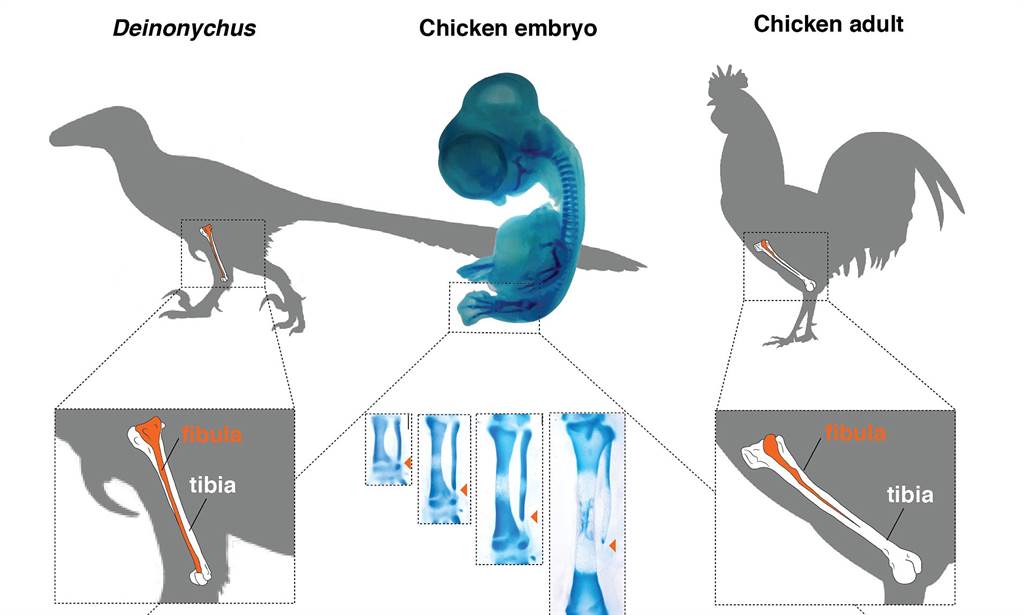 生物学家利用基因修改技术，成功将鸡胚胎的小腿，发育成类似迅勐龙的样式。图/耶鲁大学(photo:ChinaTimes)
