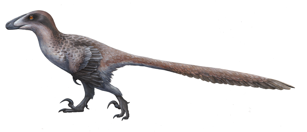 近30年的迅勐龙复原图，看起来更像是我们熟悉的鸟类，只是鸟的嘴有齿，尾巴有很长的尾椎骨，小腿的胫骨与腓骨是分开的。(图/纽约自然史博物馆)(photo:ChinaTimes)