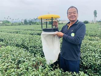 茶農余金忻經營有機茶園 養蟲吃蟲、滴灌節省水資源