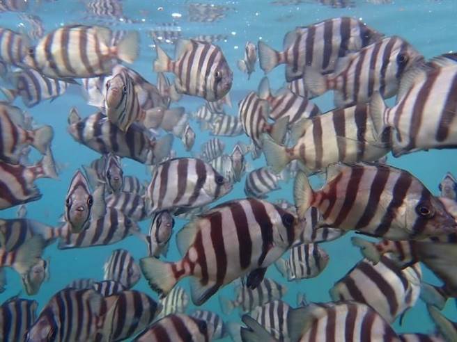 条石鲷在田字型箱网的中间育成期间皆健康且成长良好。（新北市渔业处提供）