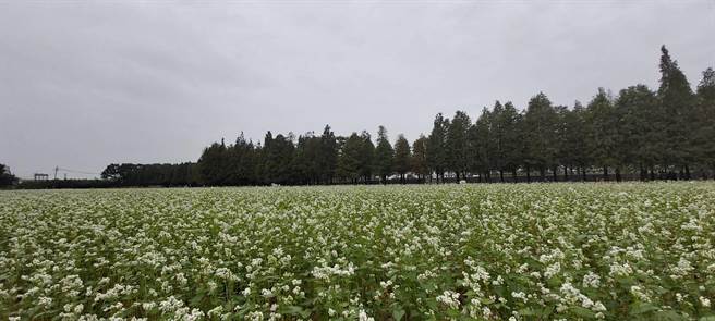 台南市六甲区有农友试种荞麦，现正值开花期。（六甲区公所提供／刘秀芬台南传真）