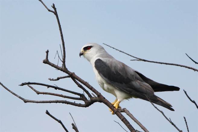 东螺溪是彰化母亲之河，近年县府积极携手民间整治復育，摆脱污名；湖埔社大过去7年来年年观测留鸟、候鸟，发现种类与数量都逐年增加，志工们惊喜发现黑翅鸢飞来到溪畔树林间筑巢。（湖埔社大提供／谢琼云彰化传真）