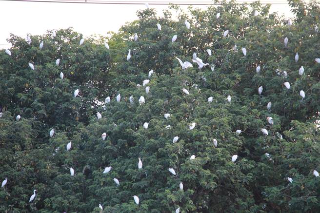 东螺溪是彰化母亲之河，近年县府积极携手民间整治復育，摆脱污名；湖埔社大过去7年来年年观测留鸟、候鸟，发现种类与数量都逐年增加，大批的中白鹭、大白鹭族群十分壮观，可望成为冬季新兴赏鸟天堂。（湖埔社大提供／谢琼云彰化传真）