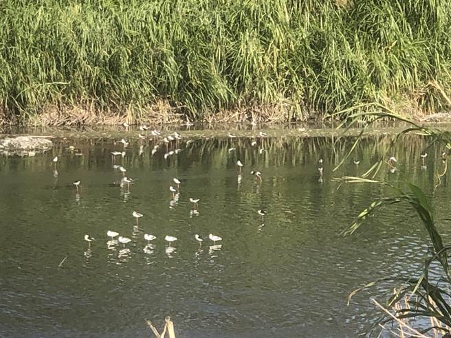 东螺溪是彰化母亲之河，近年县府积极携手民间整治復育，摆脱污名；湖埔社大过去7年来年年观测留鸟、候鸟，发现种类与数量都逐年增加，可望成为冬季新兴赏鸟天堂。（湖埔社大提供／谢琼云彰化传真）