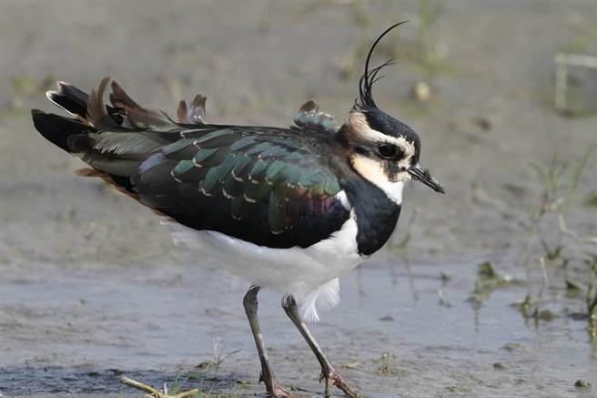 东螺溪畔每年冬天都可见的候鸟小辫鸻已突破150只。（湖埔社大提供／谢琼云彰化传真）