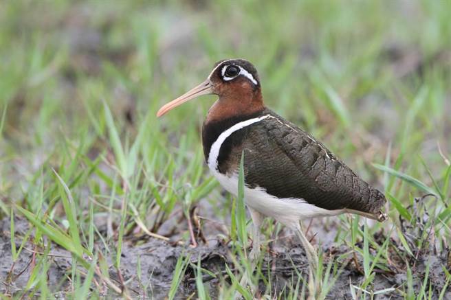 美丽的彩鹬已成东螺溪畔常客，图为母鸟。（湖埔社大提供／谢琼云彰化传真）