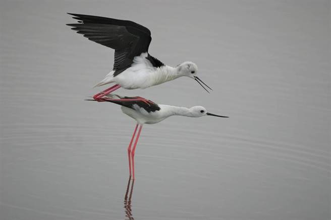 东螺溪畔每年冬天都可见的候鸟高跷鸻数量也破百。（湖埔社大提供／谢琼云彰化传真）