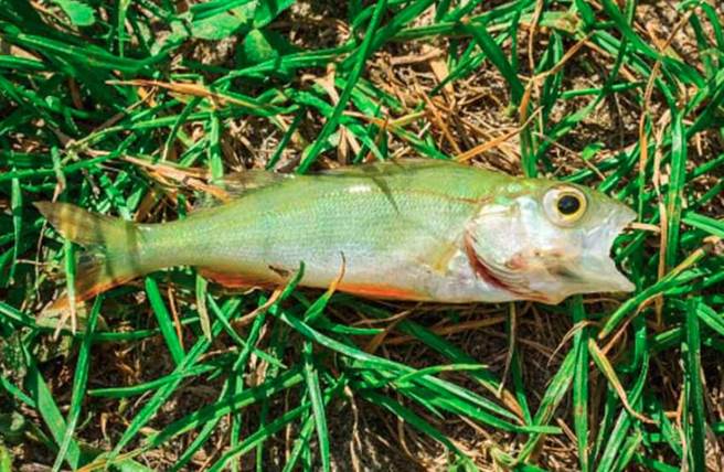 美国德州城市德克萨卡纳（Texarkana）去年12月29日发生一场暴风雨，接着天空竟下起「鱼雨」。(翻摄自fb The City of Texarkana,Texas)