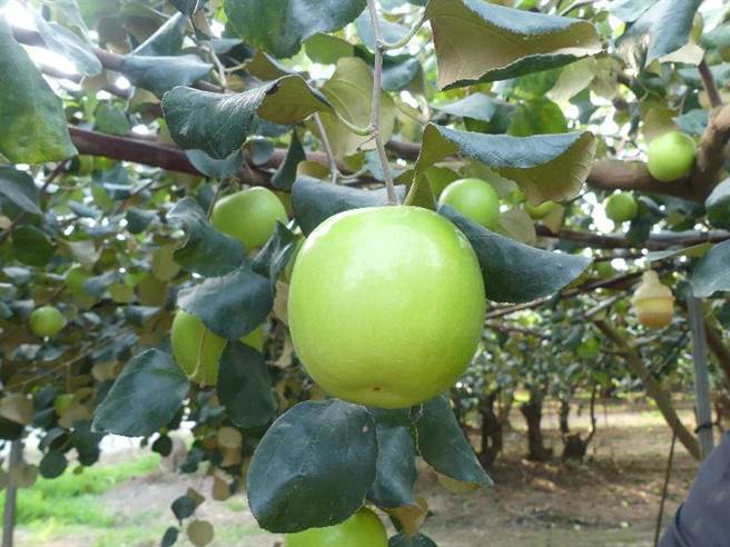 高雄蜜枣上市。（高雄市农业局提供／林瑞益高雄传真）