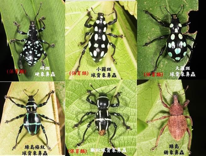 东管处进行绿岛陆域生态调查，发现6种象鼻虫，其背上的几何图形，被视为森林中的「点点时尚教主」。（东管处提供／庄哲权台东传真）