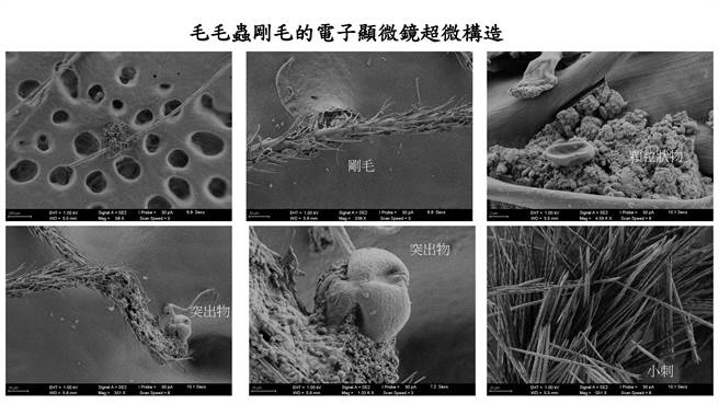 高雄长庚医院及中山大学团队合作，採集患者红疹皮肤角质层，再透过电子显微镜及生化分析，查出红疹皮肤附着许多毛毛虫的刚毛，证实是毛毛虫诱发的皮肤病。（高雄长庚医院提供／洪浩轩高雄传真）