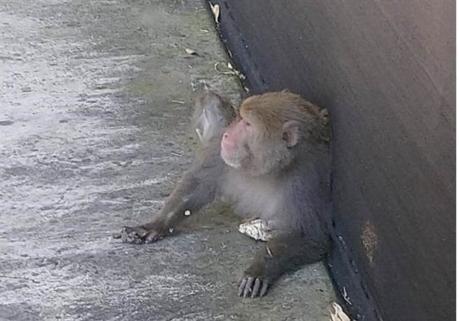 埔里镇蜈蚣崙森林火灾，罪魁祸首竟是台湾猕猴。（吴淇淞提供／廖志晃南投传真）