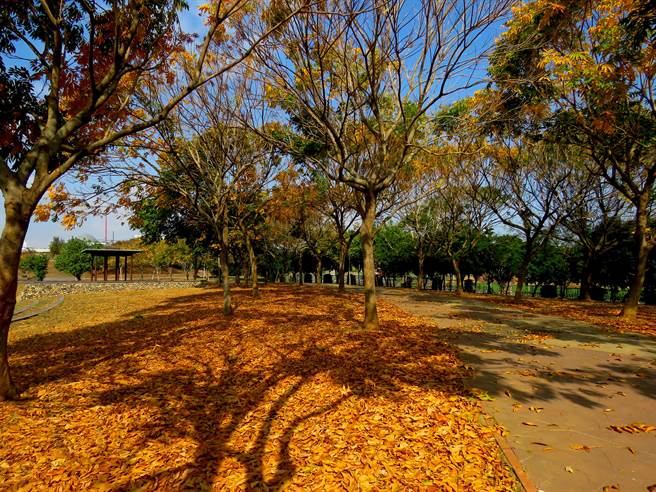 中科园区内的横山滞洪公园有条无患子步道，冬季出现金黄色美景，休閒好去处。（中科管理局提供／卢金足台中传真）