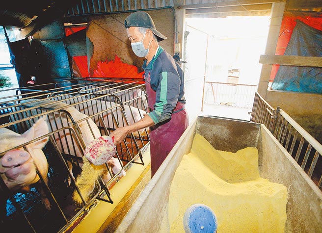 去年12月20日台湾玉米即期现货突破每公斤13.75元，创歷史新高；据中华食物网资料统计，近日价格又来到每公斤14.8元。图为养猪户喂食饲料。（本报资料照片）